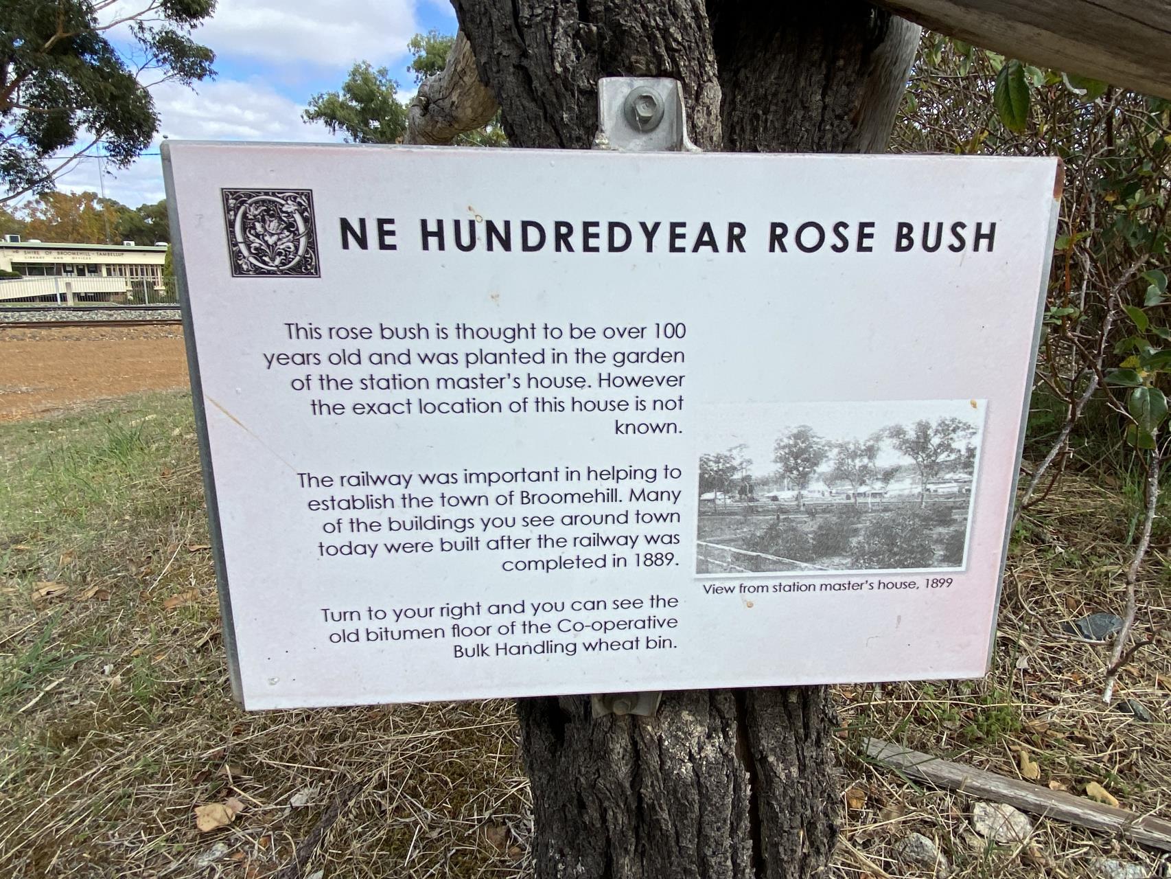 100 yr old rose sign