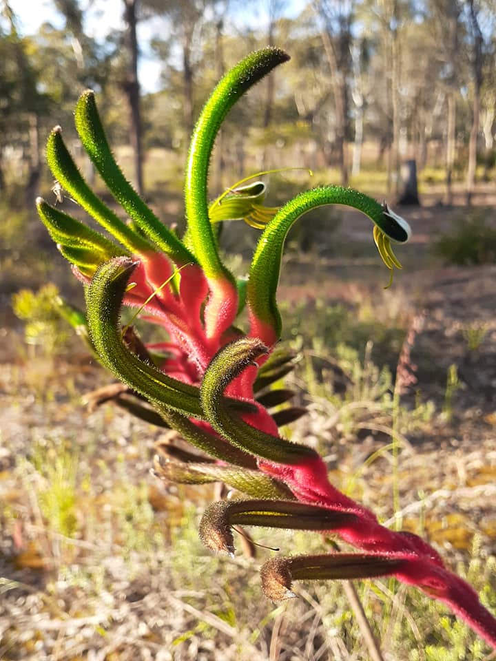 Kangaroo Paw
