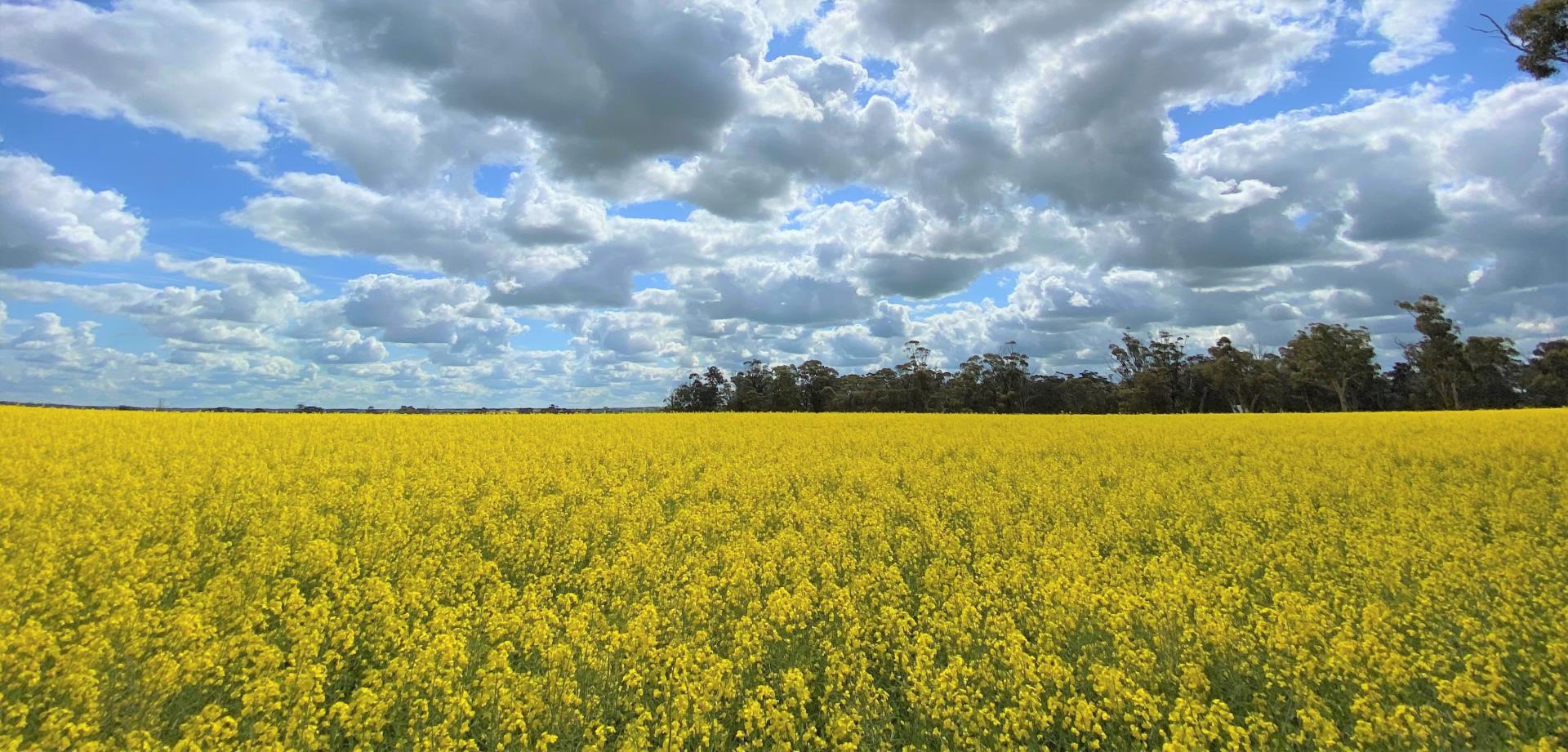 Canola