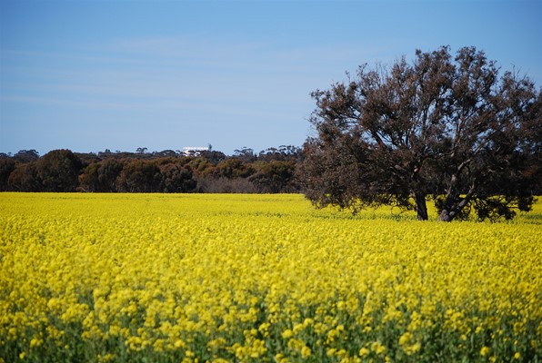 Photos from the Shire - Canola