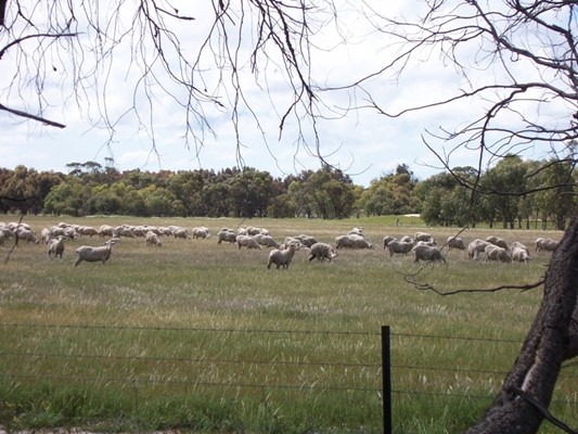 Photos from the Shire - Broomehill-Tambellup Sheep