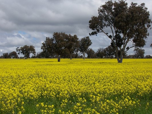 Photos from the Shire - Canola Field