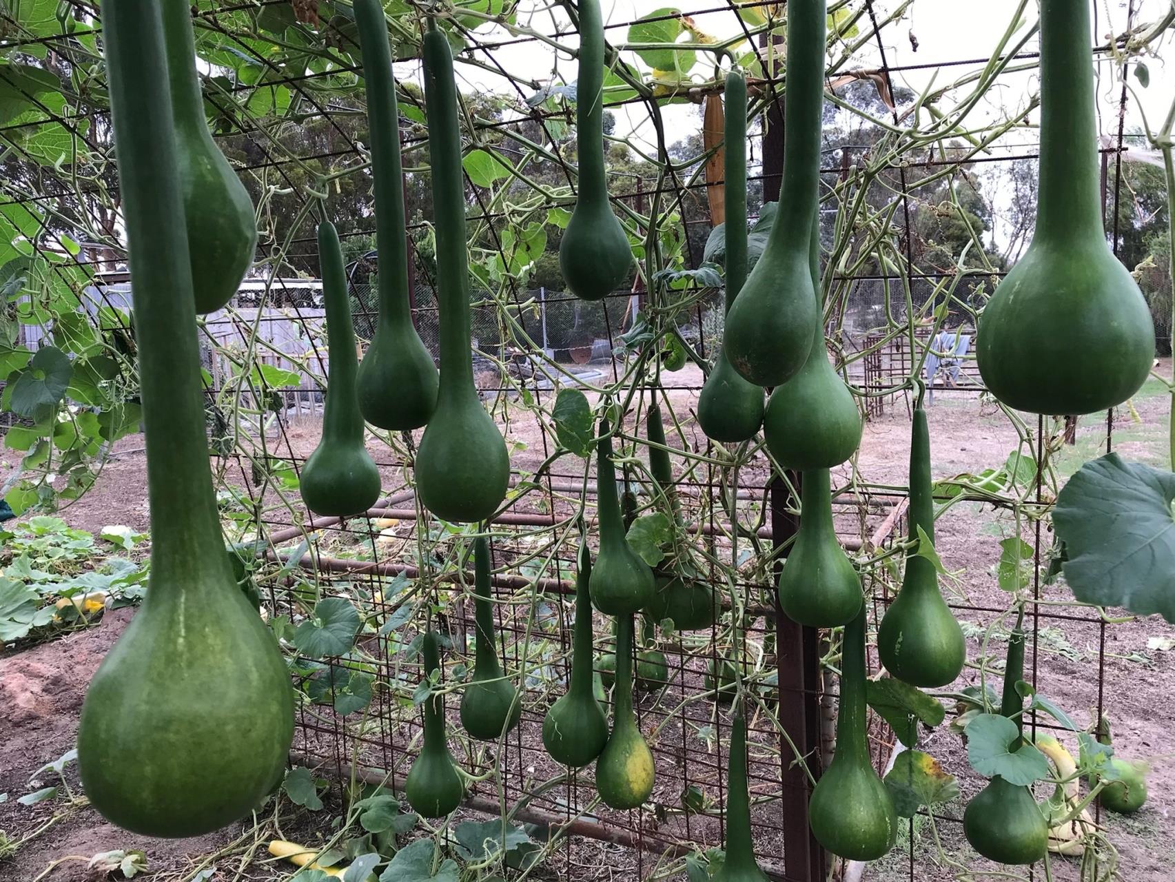 Funky Gourd Birdhouses