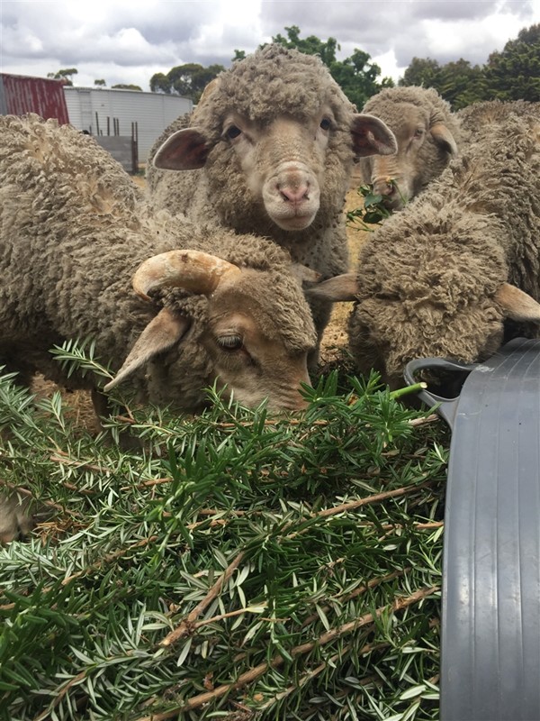 Image Gallery - Sheeps in BT